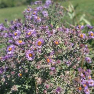 Meet your Posher, Fatima